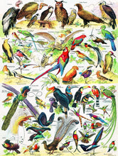 Load image into Gallery viewer, Birds - Oiseaux - 1000 piece
