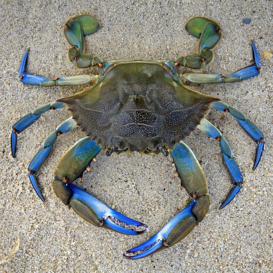Blue Crab Wood Jigsaw - 50 pieces