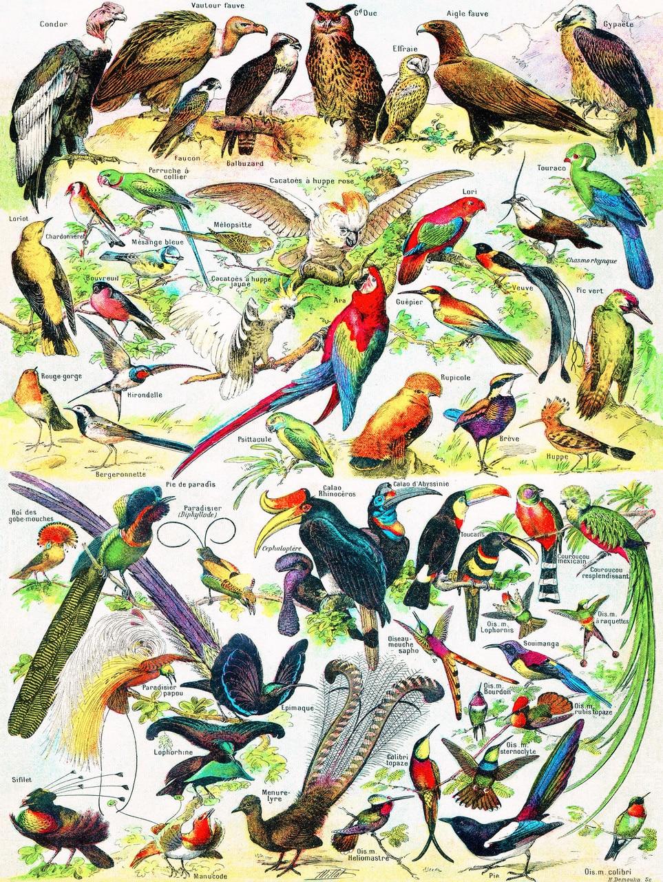 Birds - Oiseaux - 1000 piece