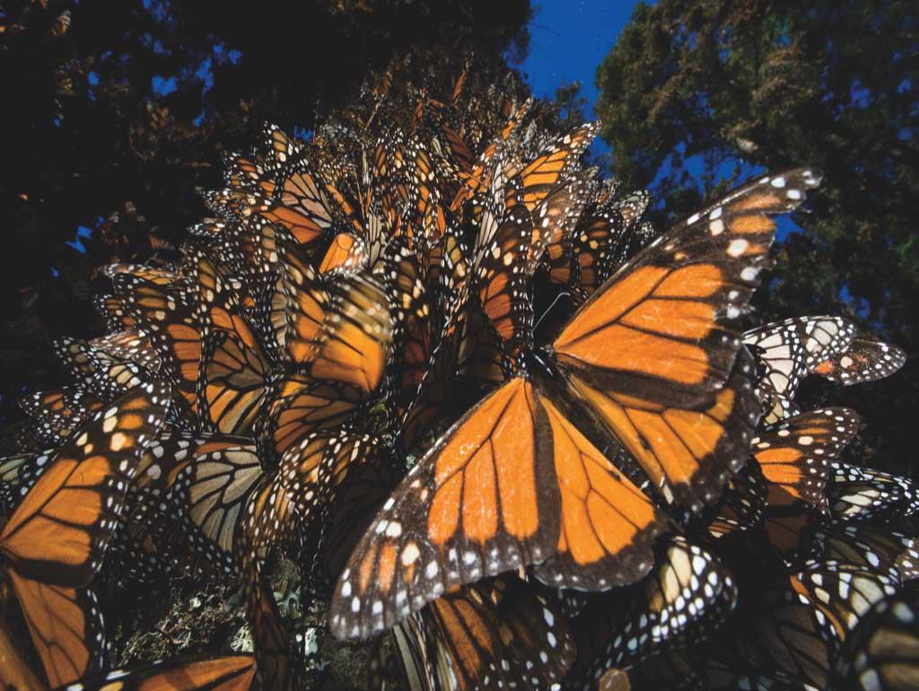 Monarch Butterflies - Nat Geo - 500 piece