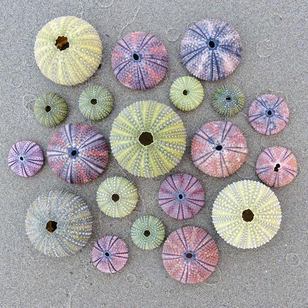 Sea Urchins Wood Jigsaw - 50 piece