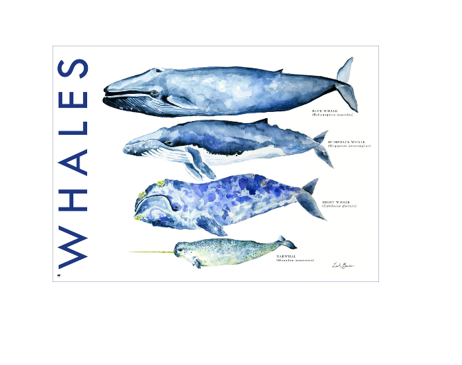 Whales - 500 piece
